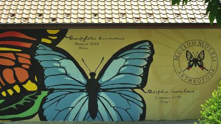 Muzeum Motyli w Bochni - zdjęcie