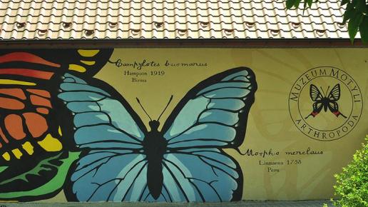 Muzeum Motyli w Bochni, arthropoda