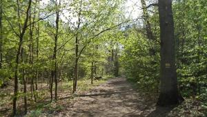 Lasek Południowy w Słupsku - zdjęcie