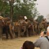  Słonie przygotowane do spaceru po Parku jak taxi na postoju, Tadeusz Walkowicz