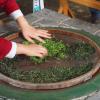 Plantacja herbaty - proces obróbki liści, Tadeusz Walkowicz