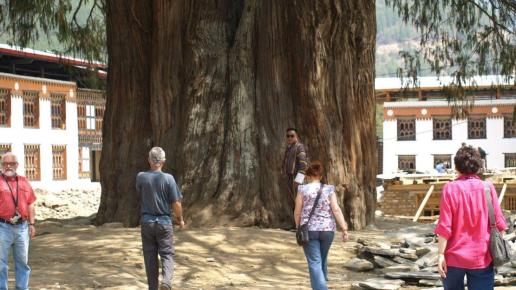 Olbrzymi cyprys - drzewo narodowe Bhutanu - w 12 objęliśmy go, Tadeusz Walkowicz