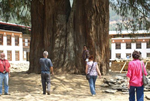 Olbrzymi cyprys - drzewo narodowe Bhutanu - w 12 objęliśmy go, Tadeusz Walkowicz