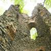 Romantyczne ruiny wieży w Orzechu