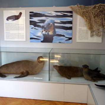 Muzeum Rybołówstwa Morskiego, Anja