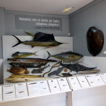 Muzeum Rybołówstwa Morskiego, Anja