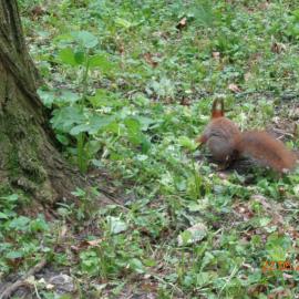 Wiewiórki w parku, Danusia