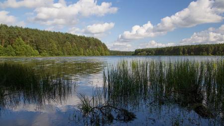 Jezioro Długie w Węsiorach - zdjęcie