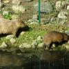 ZOO Gdańsk, kapibary - krewni naszej domowej świnki morskiej, Joanna