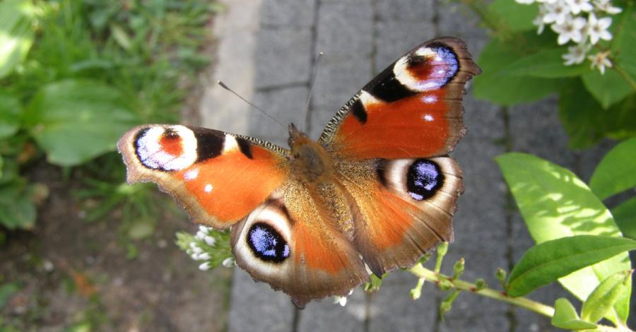 Spotkanie z motylami w Marcinkowie - zdjęcie