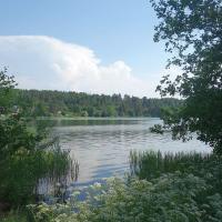 Jezioro Dąbrowskie, allie