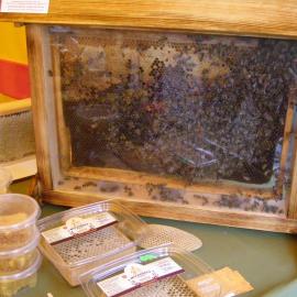 pracujące pszczoły i miód w plastrze, Joanna