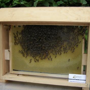 pracujące pszczoły w oszklonej ramce, Joanna
