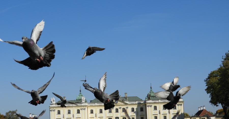 Białystok z gołębiami i początkiem jesieni - zdjęcie