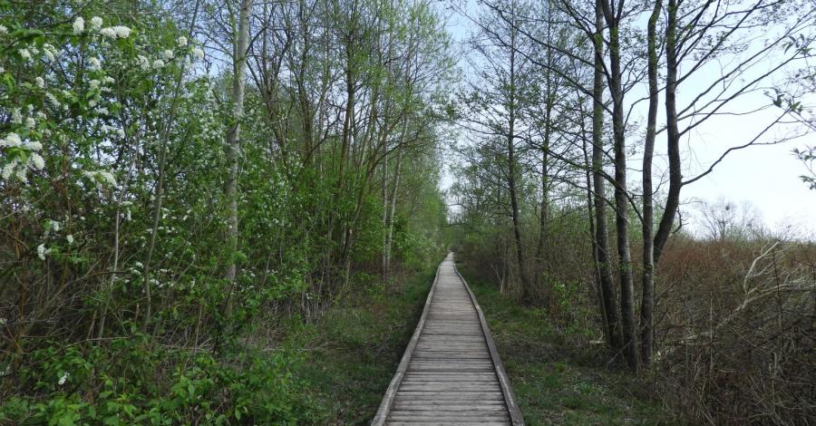 Wiosna w Biebrzańskim Parku Narodowym - okolice Osowca-Twierdzy - zdjęcie