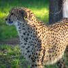Śląski Ogród Zoologiczny gepard