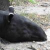 ZOO Płock - tapir, Joanna