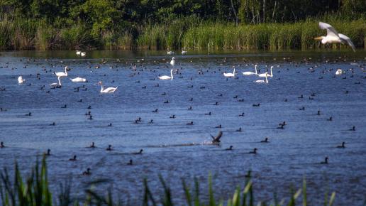 Fotosafari bryczką