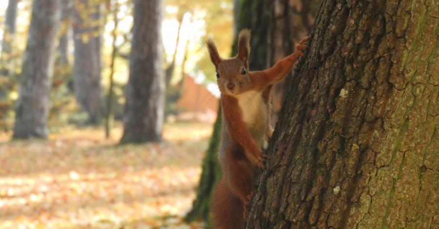 Polowanie na wiewiórki w Białymstoku - zdjęcie
