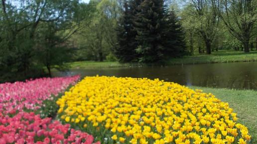 Ogród botaniczny Łódź, tulipany, tomtur