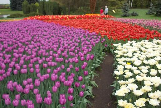 Ogród botaniczny Łódź,tulipany, tomtur