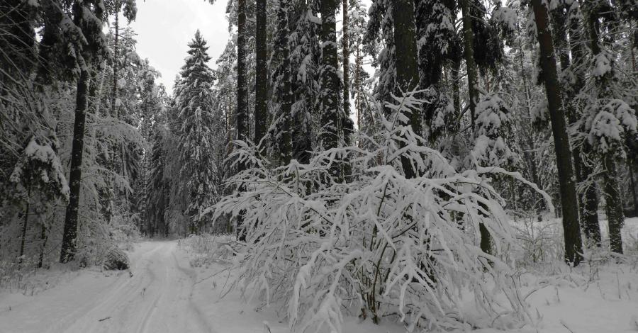Puszcza Knyszyńska pod śniegową pierzynką - zdjęcie