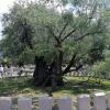 Najstarsze drzewo oliwne 2300 lat, marian