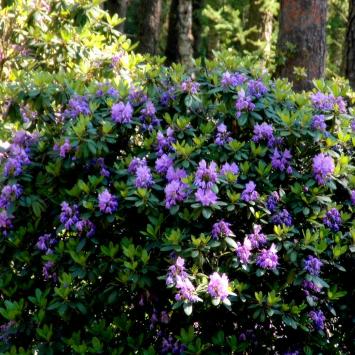 W królestwie rododendronów - Park Krajobrazowy Lasy nad Górną Liswartą - zdjęcie