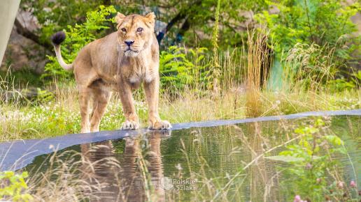 Zoo w Łodzi