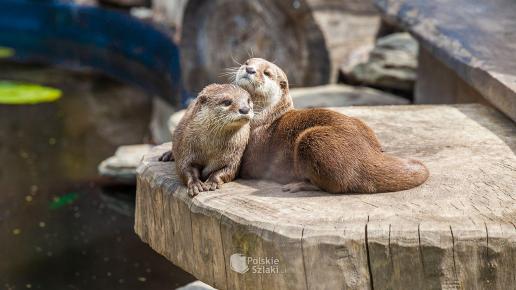 Zoo w Łodzi