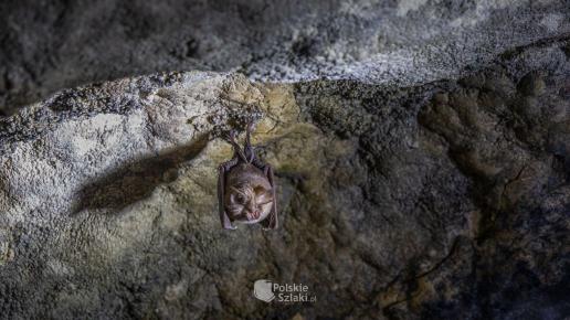 Jaskinia Głęboka - aktywny podkowiec mały