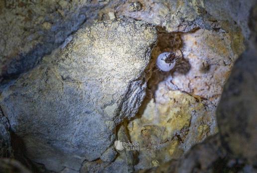 Jaskinia Głęboka - pająk sieciarz jaskiniowy