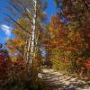 Jesień przykryła las cudnymi barwami