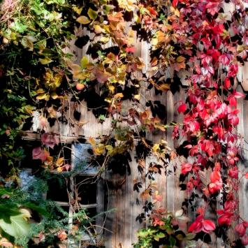 Barwne impresje czyli Złoty Potok jesiennie - zdjęcie