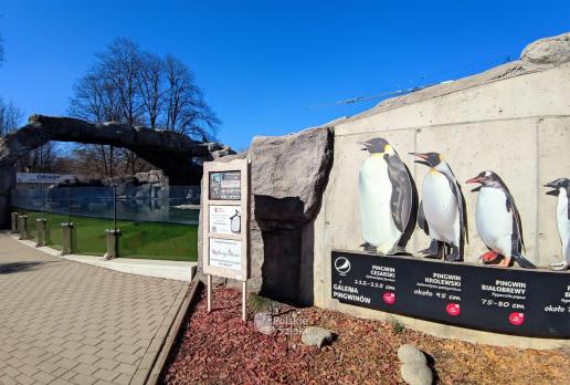 Wybieg pingwinów w śląskim zoo