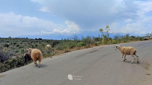 czasem zdarzają się owce na drodze