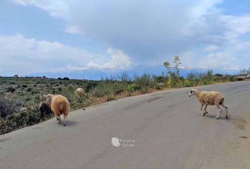 czasem zdarzają się owce na drodze