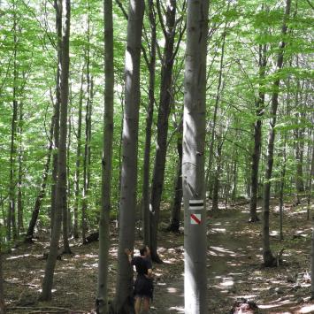 Wapienne: ścieżka przyrodnicza Buczynowa + Sękowa i Gorlice - zdjęcie