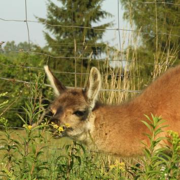 Okolice Jasła – skansen Karpacka Troja w Trzcinicy i Mini Zoo w Wolicy - zdjęcie