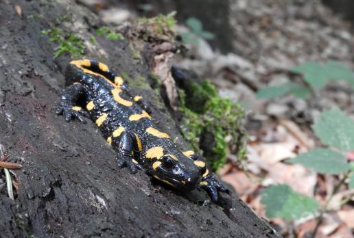 ścieżka przyrodnicza Folusz - salamandra, Joanna