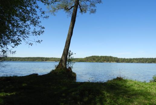Jezioro Studzieniczne, Joanna