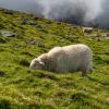 Owieczki na Snowdon