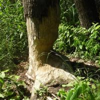 ścieżka przyrodnicza Stawy Krośnickie, ślady bobra, Joanna